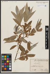 Foto von Salix alba L.